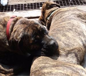 Cane Corso Grigio Adulto Ardusat Org