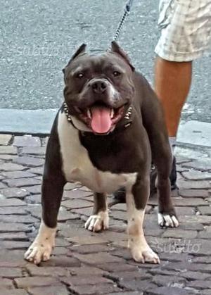 download american bully champion bloodline