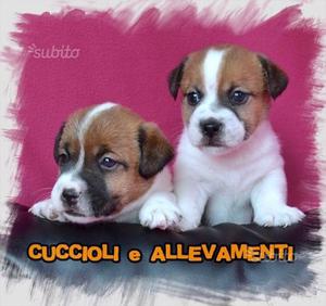 Cuccioli di Jack Russell (Russel) - Allevamento