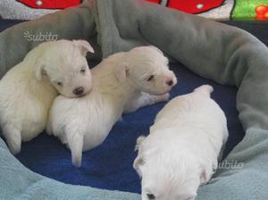 Cuccioli razza maltese - 30 giorni di vita