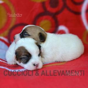 Jack Russell "russel" - Allevamento