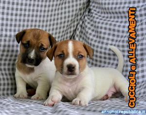 Jack Russell (russel) Terrier - Cuccioli - Pedigree -