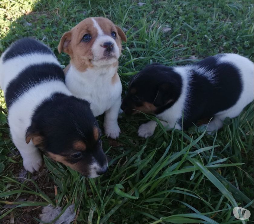 Cuccioli incrocio jack russel e pincher | Posot Class