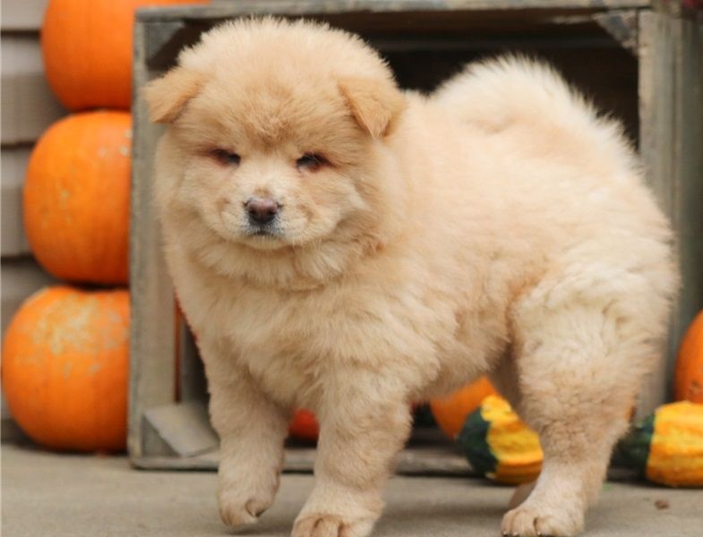 Cuccioli Di Chow Chow Con Pedigree Posot Class