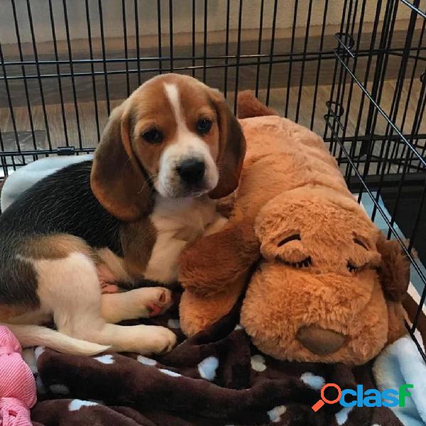 Snuggle Puppy Kit Iniziale per Cuccioli Comfortable