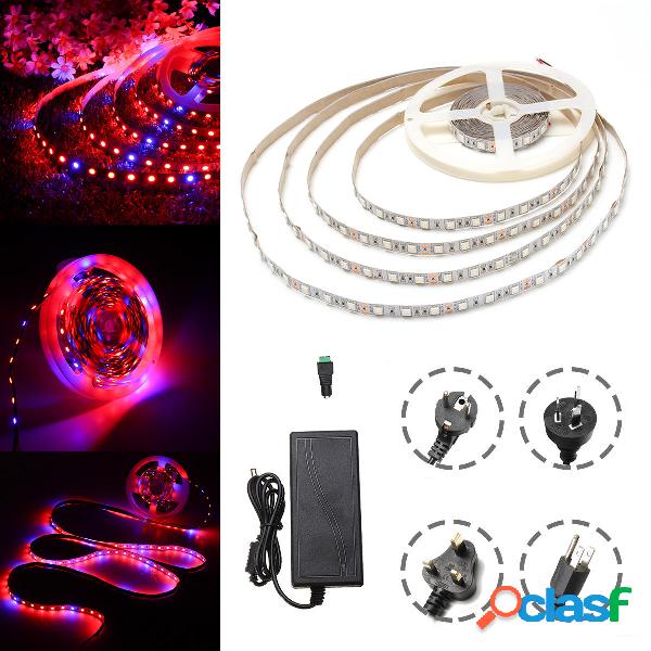 DC12V 5M Non impermeabile SMD5050 R: B 3: 1 Grow LED Strip