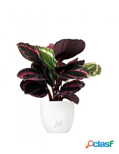 Calathea dottie