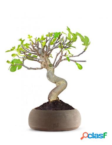 Ficus Carica Esemplare 2. 15 anni