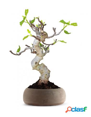 Ficus Carica Esemplare 3. 15 anni