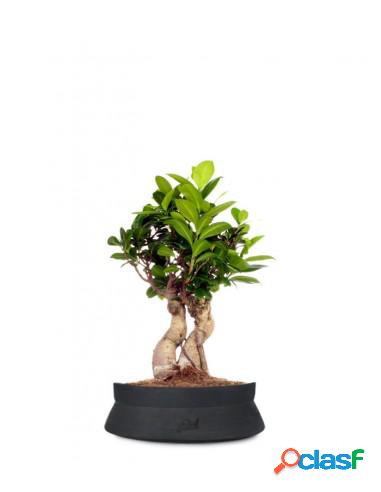 Ficus Ginseng S