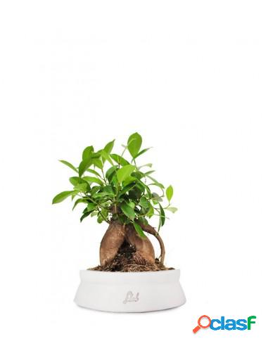 Ficus Retusa Bonsai M