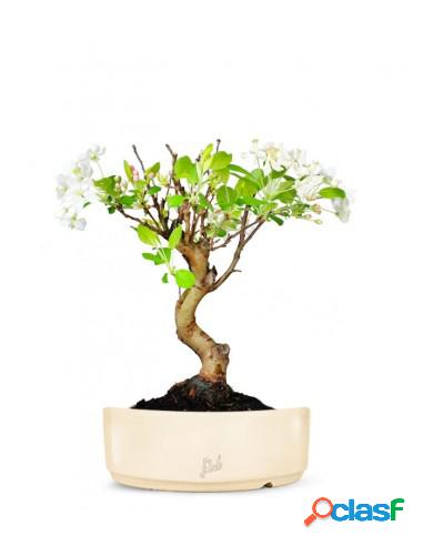 Melo bonsai