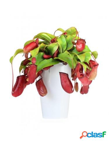 Nepenthes Bloody Mary XL