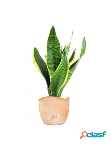 Sansevieria Trifasciata