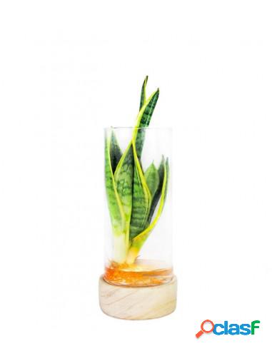 Sansevieria in idroponica con led