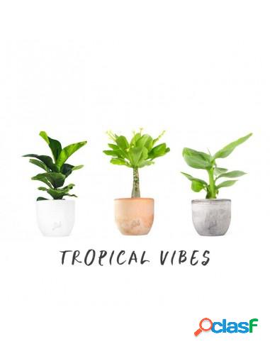 Tropical Vibes Pack