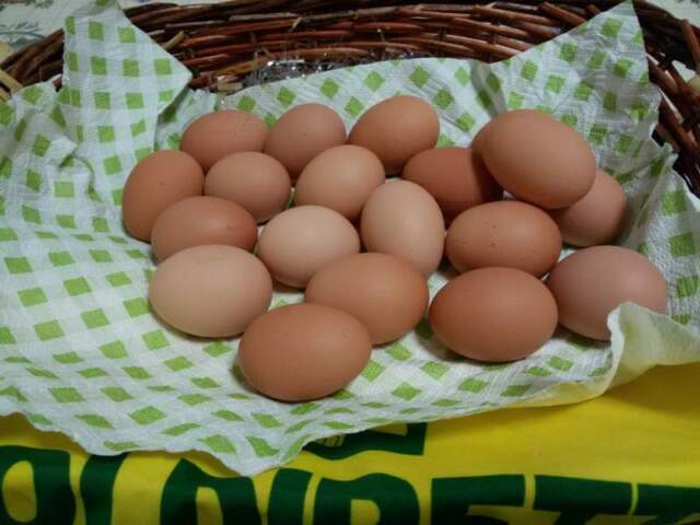 Uova fresche di gallina
