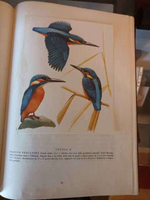 Antichi libri sugli uccelli serie di quattro volumi