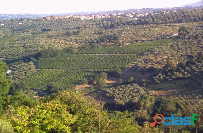 Vendo uva da vino alta qualità