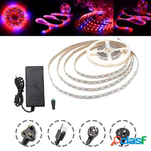 DC12V Non impermeabile 5 M Rosso: blu 4: 1 SMD5050 Spettro