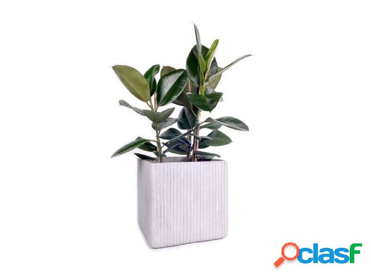 XlBoom Mon Vaso Quadrato
