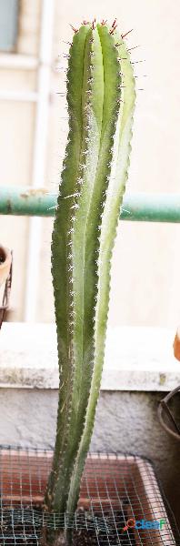 cactus echinopsis in vaso
