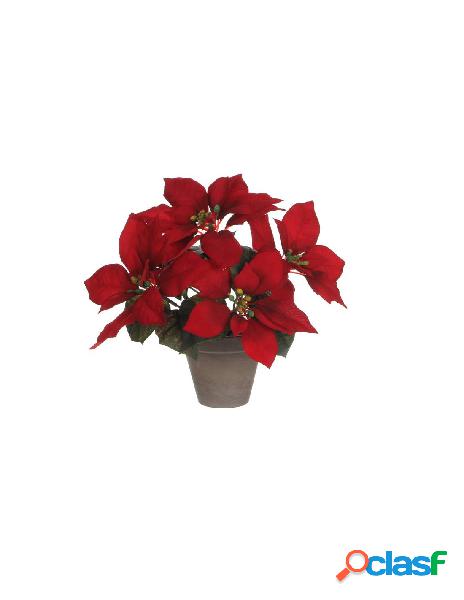 Stella di natale rossa in vaso
