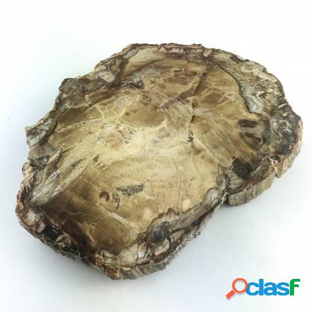 * minerali * raro campione di legno fossile alta qualità