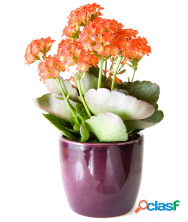 pianta di kalanchoe