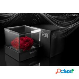 Ars Nova Srl Flowercube Platinum 1 Rosa Rossa 12x12