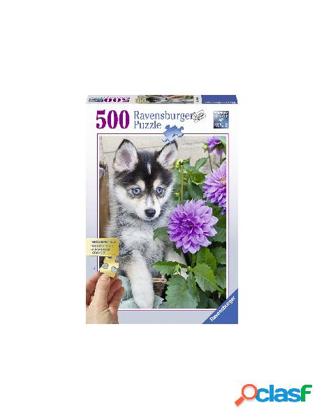 Puzzle 500 pz gold edition cucciolo di husky