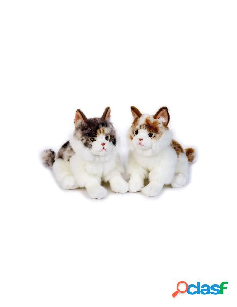 Buffy gatto norvegese my puppy