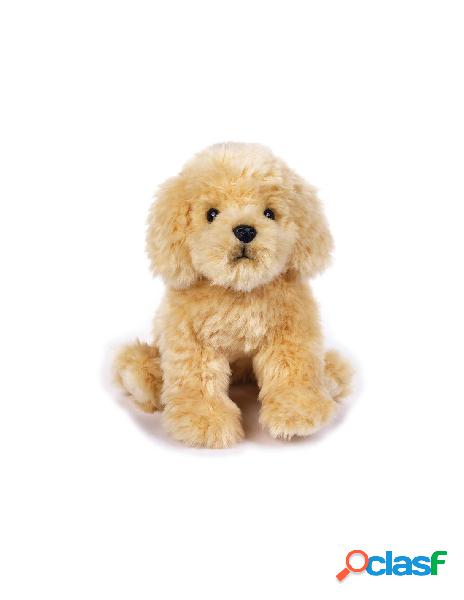 Paddy barboncino my puppy